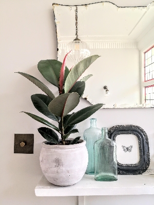 Ficus robusta in stylish concrete pot