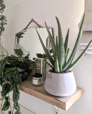 Aloe Vera in contemporary cement pot