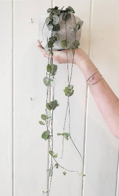 String of hearts and concrete pot