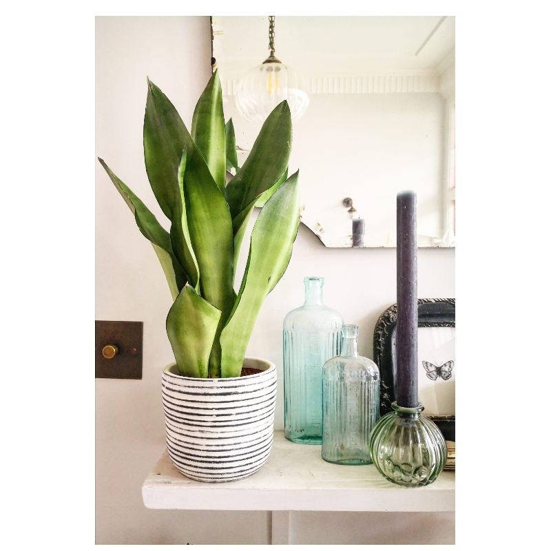 Sansevieria moonshine in stylish pot