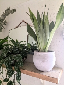 Sansevieria moonshine in stylish pot