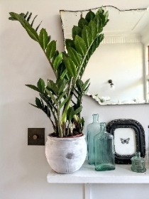 Zamioculcas zamiifolia in concrete pot