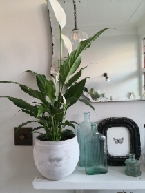 Peace lily in planter